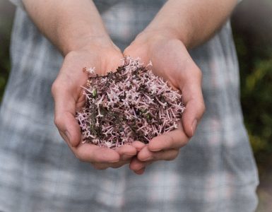 Outstretched hands holding a harvest of edible wildflowers and herb, Photo by Olivia Snow on Unsplash