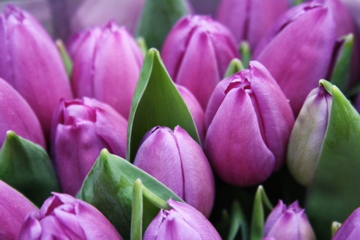 Pink tulips in Amsterdam, Photo by Sylwia Forysińska on Unsplash